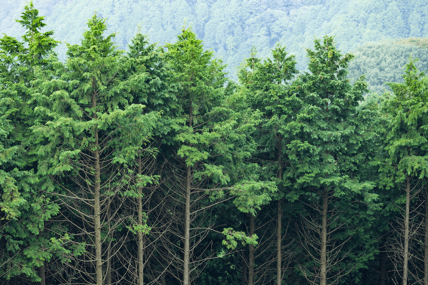 Evergreen Forest by leungchopan